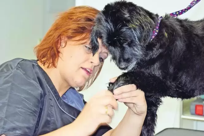 Mit Geduld und Einfühlungsvermögen: Janine Dittmann kürzt Daisys Krallen. Mit Geduld und Einfühlungsvermögen: Janine Dittmann kürzt Daisys Krallen.