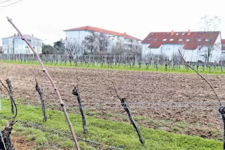 Zwischen Gr&uuml;nstadts Norden und Asselheim will die Stadt zwei Superm&auml;rkte ansiedeln.