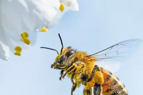 Gefährdet: Die Biene