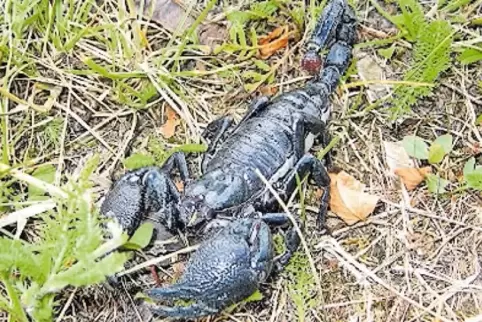 Kaiserskorpion.