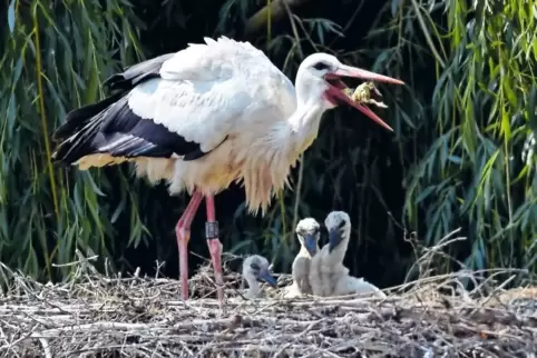 Fütterung im Vogelpark Ende Mai: Die Storcheneltern fressen die Hühnerküken und würgen sie später wieder aus. So zerkleinern sie