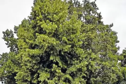 Diese etwa 50 Jahre alten Lindenbäume sollen gefällt werden. Neupflanzungen sind weiter südlich geplant.