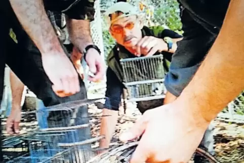 Gefangen: Zugvögel landen später oft auf dem Teller.