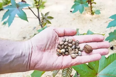 Samen und eine Frucht des Rizinusstrauchs (Ricinus communis), aufgenommen im Botanischen Garten der Ruhr-Universität Bochum.