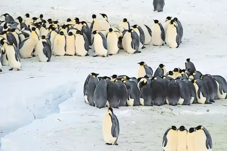 Kuscheln hilft: Gegen die Kälte bilden die Pinguine dichte Gruppen, sogenannte Huddles. Für den Winter haben sich die Tiere zude