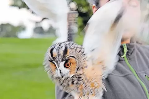 Zwei Waldohreulen wurden auf dem Golfgelände in Dackenheim freigelassen.