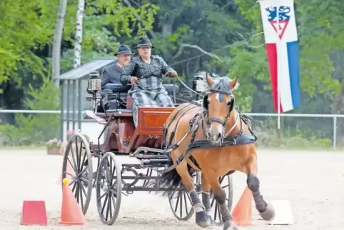 Beim Hindernisfahren: Ulrike Wagner mit Pferd Nabucco.
