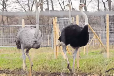 „Lust auf ein Wettrennen? Komm uns doch mal in Rülzheim auf der Straußenfarm Mhou besuchen. Dann schau mer mal, wer schneller is