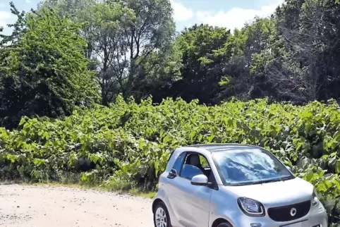 Fast eine Plantage: Staudenknöterich an der L532/Breitenweg nahe des Dienstleistungszentrums Ländlicher Raum bei Mußbach.