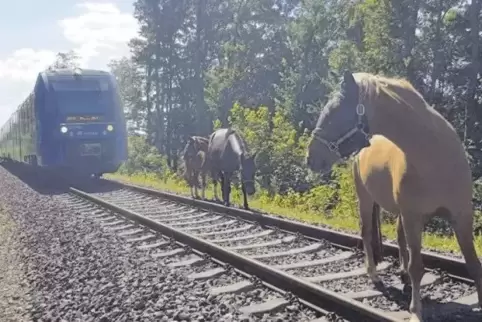 „Seniora Lina“, „Twister“ und „Dancer“ auf dem Bahngleis.