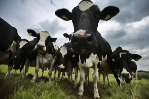 Eine Kuh ist noch zwischen Deidesheim und Wachenheim unterwegs.  Symbolfoto: dpa