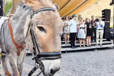 Gestern Abend in Mußbach: Wie immer mit Esel wurde das Eselshautfest gestartet.