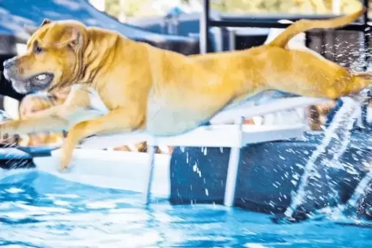 Mutig ins Wasser: Hundevorführung.