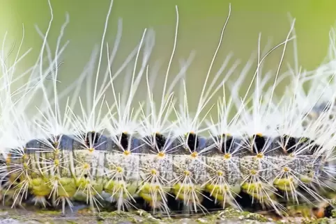 Tückisch sind die Brennhaare der Eichenprozessionsspinner – sie können auch nach dem Waschen noch in der Kleidung kleben und sel