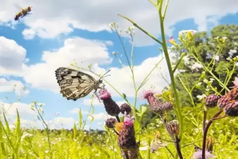 Insektenparadies: Ein Schachbrettfalter hat es sich auf einer Distel gemütlich gemacht, die auf der Wiese bei Hanhofen wächst.