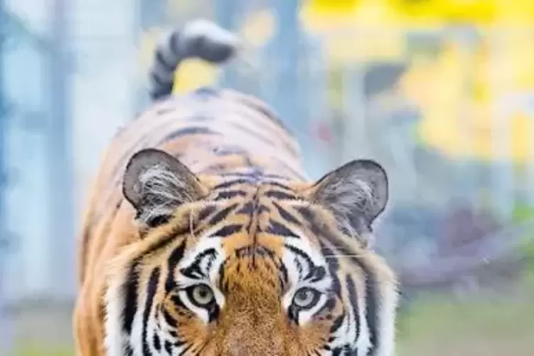 Tigerin Cara spielt gerne im und am Wasser.