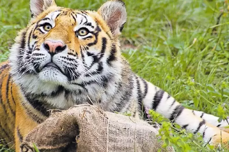 Sharuk entspannt beim Kuscheln mit einem Kartoffelsack.