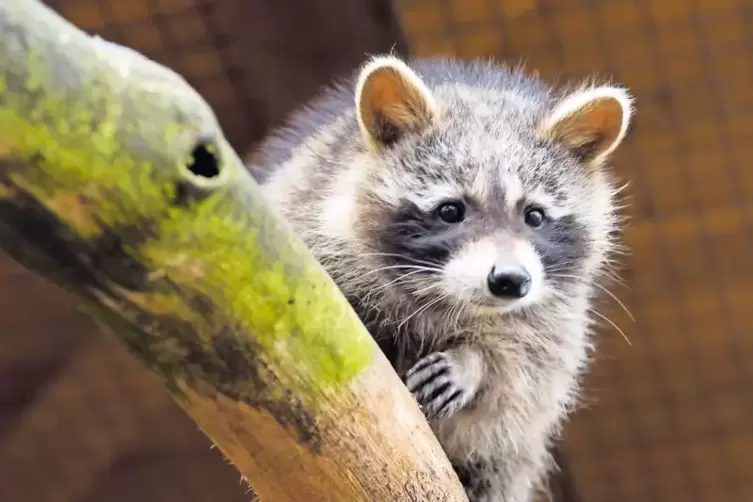 Hat Tiger als Nachbarn: Namenloser Waschb&auml;r bei Tierart.