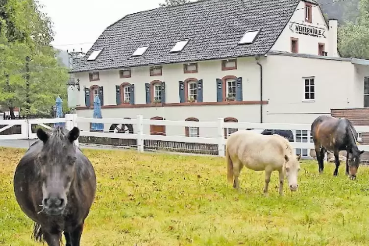 Max, Nugget und Winnie, die Weiherm&uuml;hle-Ponys.