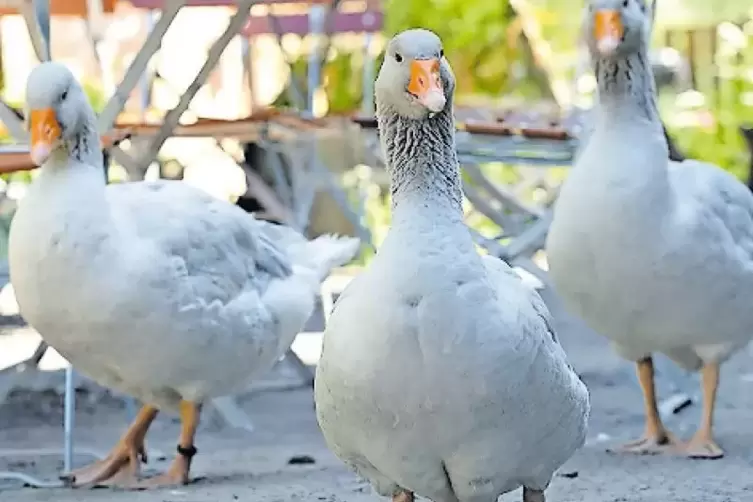 Heinz, Hilde und Harald von der Kneisperm&uuml;hle.
