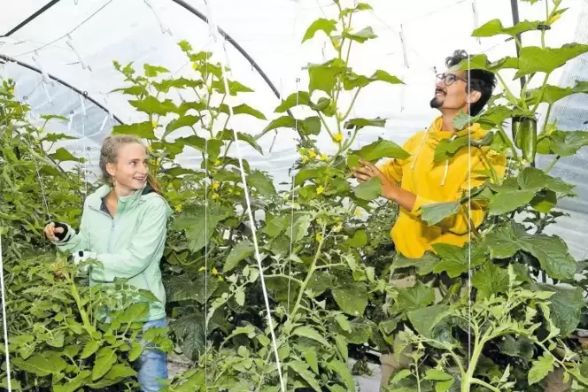 Neben den Beeten nutzen Sara Knapp und Orfeas Fischer auch einen Folientunnel, in dem beeindruckende Tomaten- und Gurkenpflanzen Neben den Beeten nutzen Sara Knapp und Orfeas Fischer auch einen Folientunnel, in dem beeindruckende Tomaten- und Gurkenpflanzen