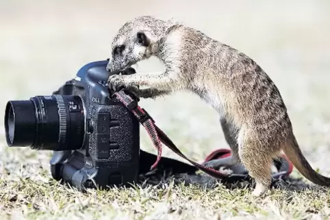 Wer das Foto macht, ist egal.