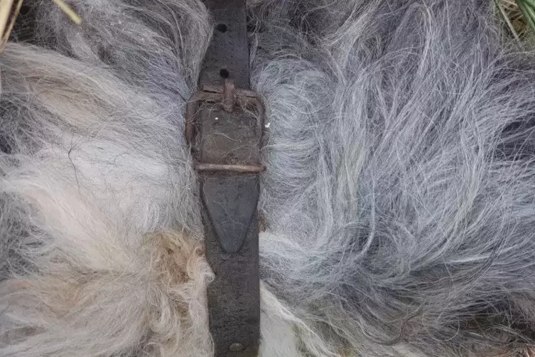 Der Hund trug ein älteres Lederhalsband.  Foto: Axmann 