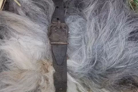 Der Hund trug ein älteres Lederhalsband.  Foto: Axmann 