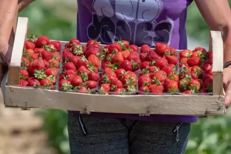 Mit 4800 Tonnen Erdbeeren kann man etwa 82,2 Millionen Erdbeertörtchen herstellen. Symbolfoto: DPA