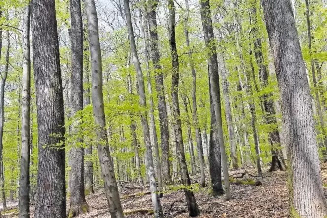 Würde der Mensch nicht eingreifen, wäre der Wald heute schon ein Buchenwald. Würde der Mensch nicht eingreifen, wäre der Wald heute schon ein Buchenwald.