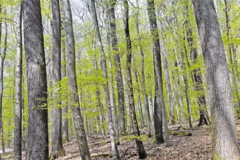 Würde der Mensch nicht eingreifen, wäre der Wald heute schon ein Buchenwald.