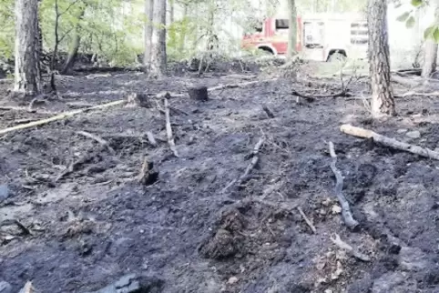 Vom Brand betroffen war vor allem das Unterholz.