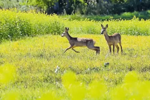 Das lustvolle Keuchen zur Brunftzeit kann man Forstexperten zufolge durchaus hören – und meistens sind es auch Rehe.