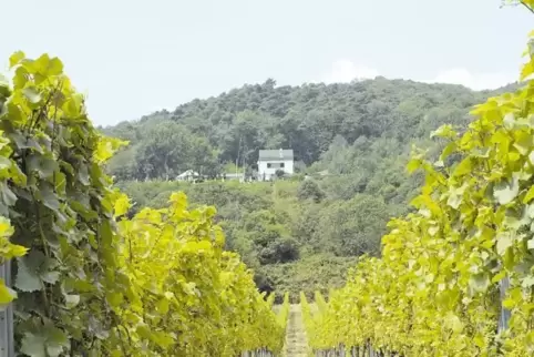 Weinberge bei Diedesfeld unterhalb des Zeter-Berghauses.