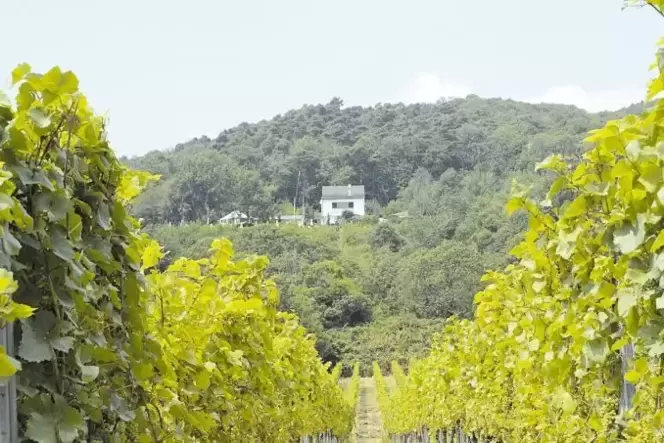 Weinberge bei Diedesfeld unterhalb des Zeter-Berghauses.