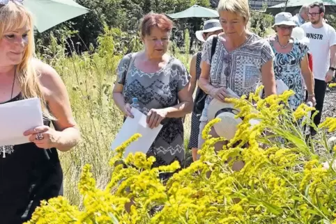 Nicht alle Pflanzen stammt aus Europa: RHEINPFALZ-Leser bestaunen eine kanadische Goldrute.