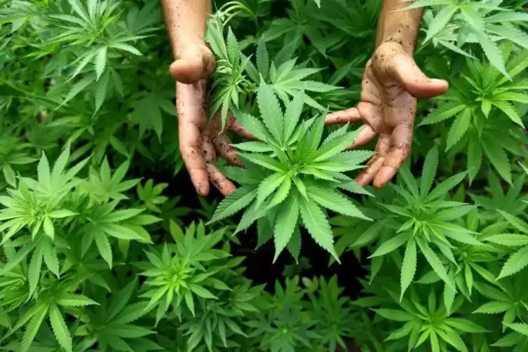 Die Droge Cannabis wird aus Hanfpflanzen gewonnen. In Landau haben Beamte nun einen Mann überführt, der solche Pflanzen angebaut