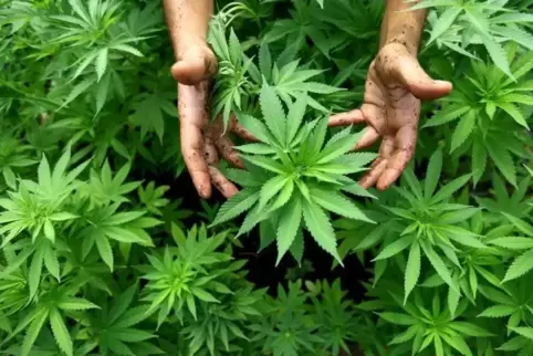Die Droge Cannabis wird aus Hanfpflanzen gewonnen. In Landau haben Beamte nun einen Mann überführt, der solche Pflanzen angebaut