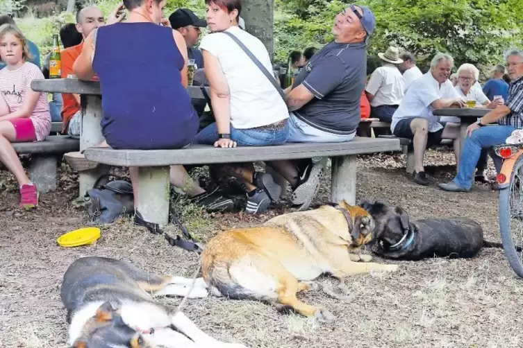 Hatten sich bei der Sauhäuschenkerwe in Hertlingshausen bei der Hitze einen gemütlichen Platz gesucht: Die Hunde, die neben den 
