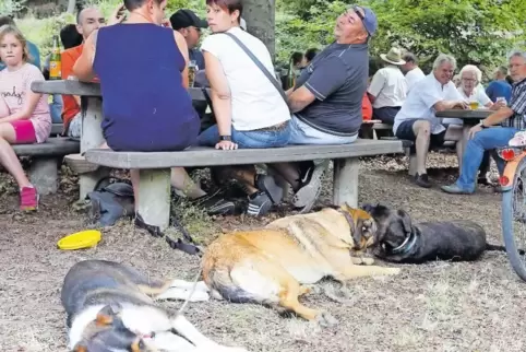 Hatten sich bei der Sauhäuschenkerwe in Hertlingshausen bei der Hitze einen gemütlichen Platz gesucht: Die Hunde, die neben den 