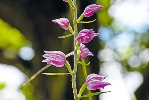 Gefährdet: die Orchideenart Rotes Waldvögelein.