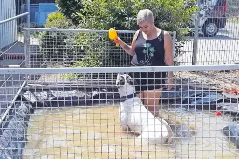 Attila genießt die Abkühlung im Pool und das Spiel mit Tierheimmitarbeiterin Annabell Bergsträßer.