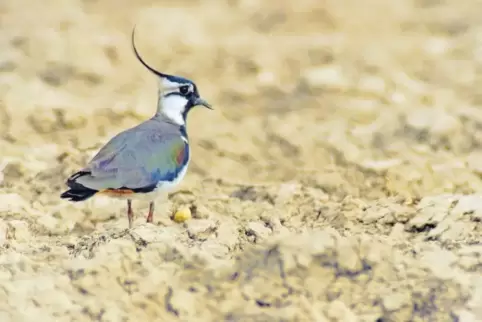 Wurde auch auf einem Acker in der Nähe der BASF-Deponie Flotzgrün gesichtet und trug dazu bei, dass im Frühjahr 2017 die Arbeite