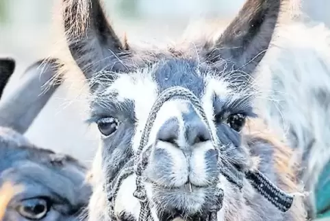 Gar nicht harmlos: Lamas können schmerzhafte Tritte austeilen – und treffsicher spucken.