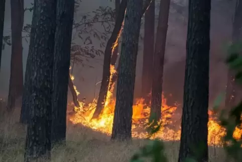 90 Prozent der Waldbrände werden von Menschen verursacht. Derzeit steigt die Gefahr von Waldbränden auch in der Südwestpfalz. Sy