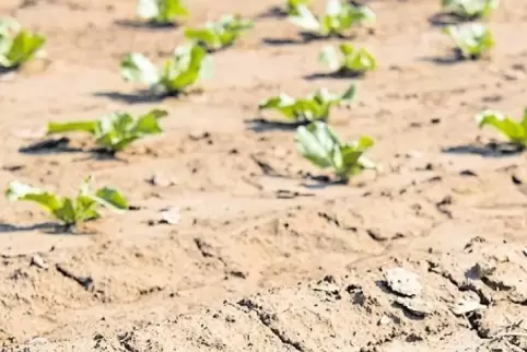 Dürre in Afrika? Nein: Salatpflanzen auf einem Feld in Baden-Württemberg.