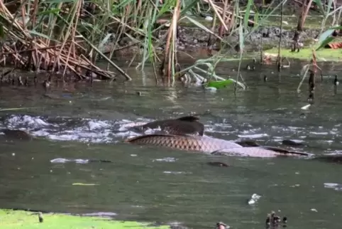 An diesem Schilfgürtel des Hinteren Roxheimer Altrheins fließt seit Dienstag frisches Brunnenwasser ein. Deshalb sammeln sich do
