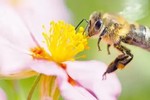 Naturschützer warnen: In einem geschotterten Garten finden Bienen kaum Nahrung, ihr Lebensraum wird zerstört.