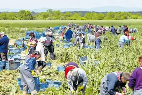 Wichtig in der vorderpfälzischen Landwirtschaft: Erntehelfer, hier auf einem Feld bei Waldsee.