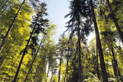 Der Pfälzerwald – hier bei Trippstadt – ist ein Pfund, mit dem die Touristiker in der Region wuchern können.